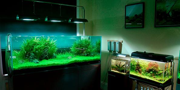 aquariums Living Art: Stunning Aqua Forest Aquariums