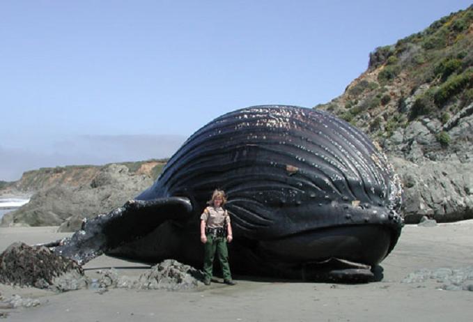 beached humpback whale How Do Humpback Whales Hunt?