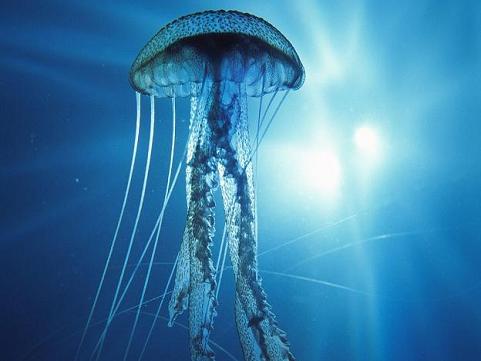 electric jellyfish 10 Amazing Facts about Jellyfish