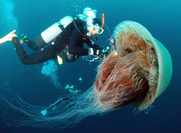 giant jellyfish 10 Amazing Facts about Jellyfish
