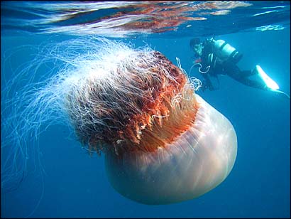 huge jellyfish 10 Amazing Facts about Jellyfish
