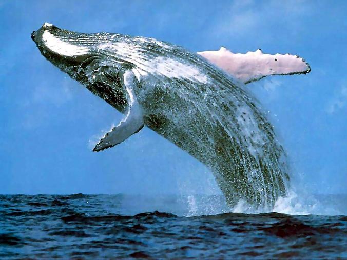 humpback whale breaching How Do Humpback Whales Hunt?