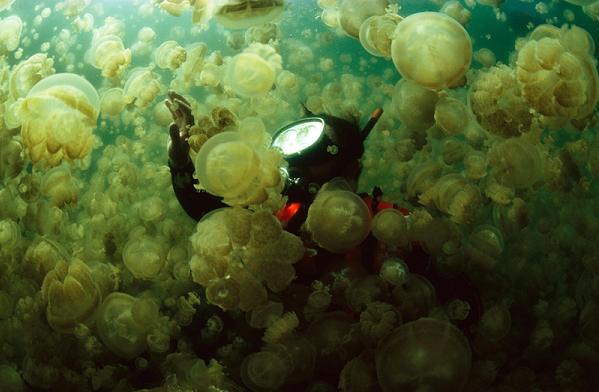 jellyifsh swarm swimmer 10 Amazing Facts about Jellyfish