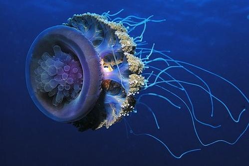 medusa jellyfish 10 Amazing Facts about Jellyfish