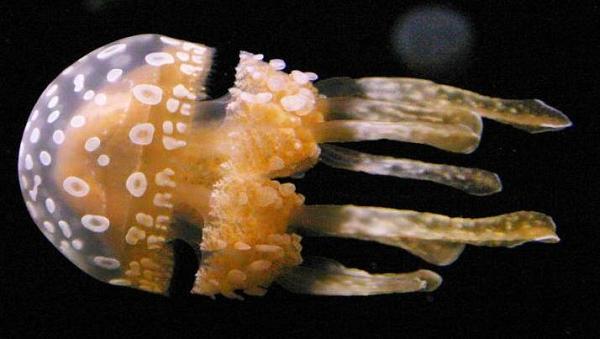 spotted jellyfish 10 Amazing Facts about Jellyfish