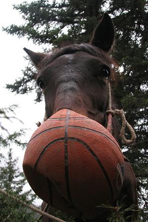 basketball horse Note To Self: Do Not Challenge These People to H.O.R.S.E