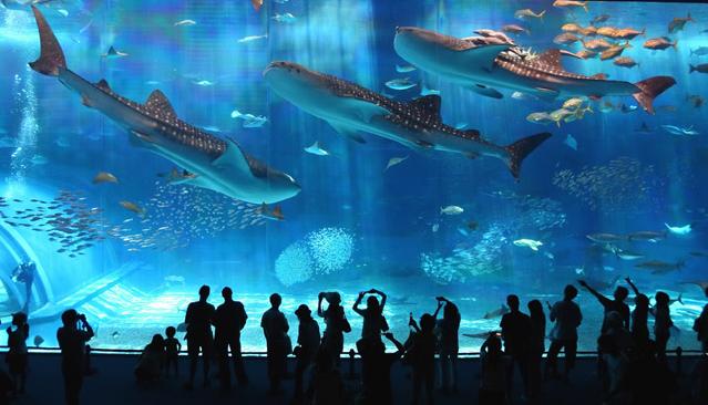 kuroshio black current sea okinawa churaumi aquarium massive Living Art: Stunning Aqua Forest Aquariums