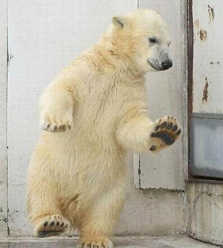 polar bear tippy toe The Friday Shirk Report   July 10, 2009 | Volume 13