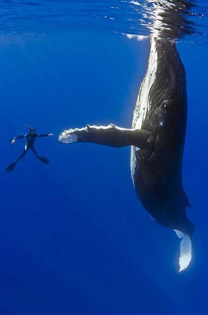 diver whale high five The Friday Shirk Report   August 21, 2009 | Volume 19