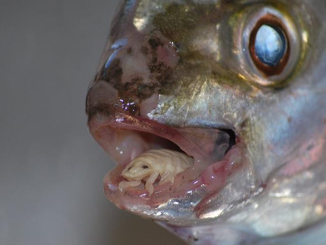 cymothoa exigua insect parasite eats fish tongue A Tongue Eating Parasite That Becomes The Fishs Tongue