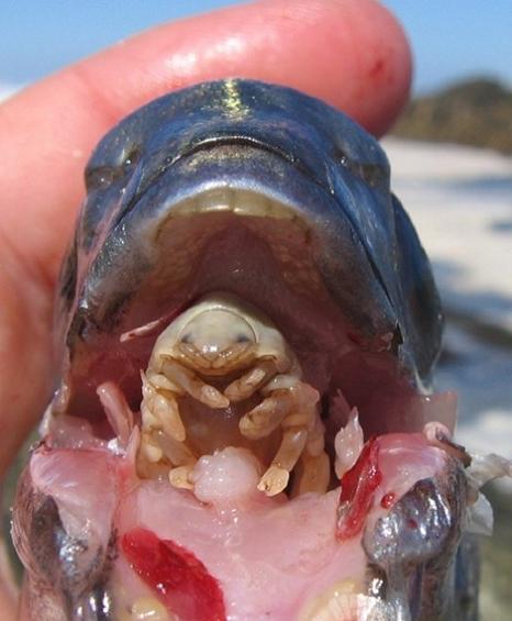 cymothoa exigua tonge eating isopod louse insect A Tongue Eating Parasite That Becomes The Fishs Tongue
