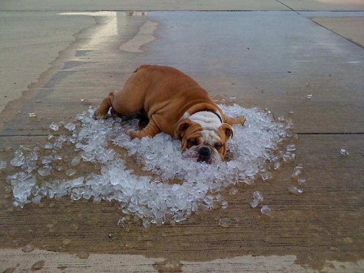 dog on ice The Friday Shirk Report   September 4, 2009 | Volume 21
