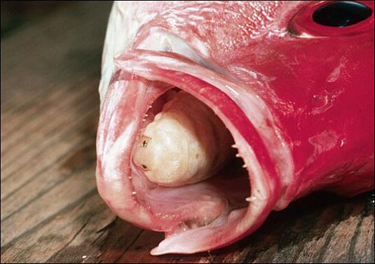 insect eats fishes tongue parasite white bug A Tongue Eating Parasite That Becomes The Fishs Tongue