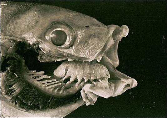 tongue eating parasite The Giant Isopod