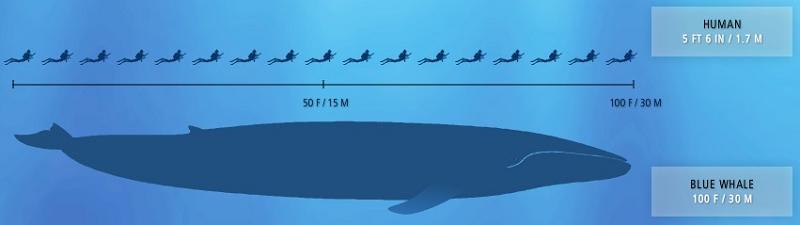 blue whale largest creature ever 2009 Year in Review