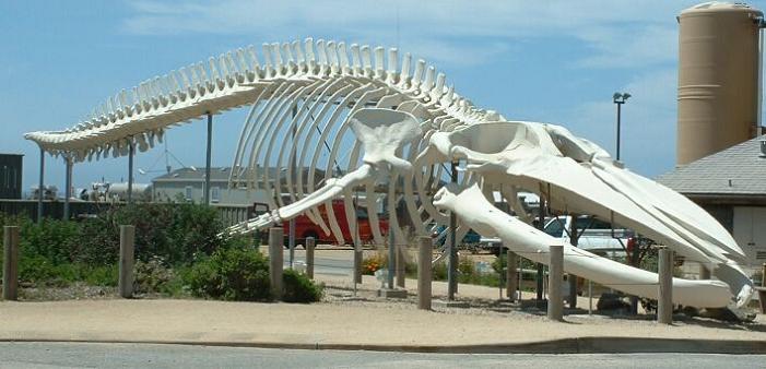blue whale skeleton The Largest Animal Ever