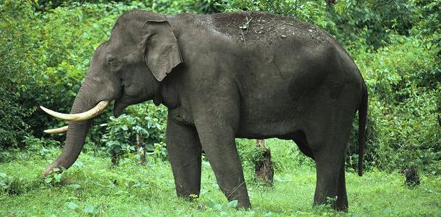 the asian elephant The Largest Animal Ever