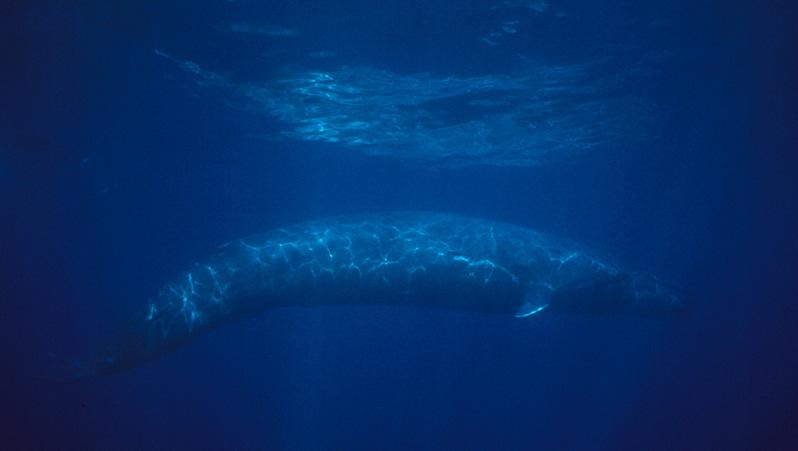 the blue whale largest animal ever The Largest Animal Ever