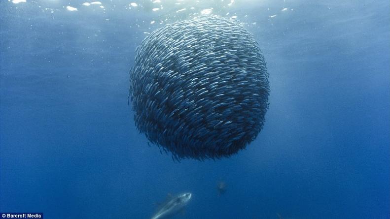 ball of fish horse mackerel Picture of the Day   December 6, 2009