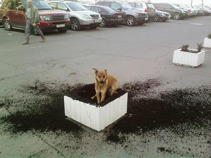 i didnt do it dog digs up flower bed Picture of the Day   December 7, 2009