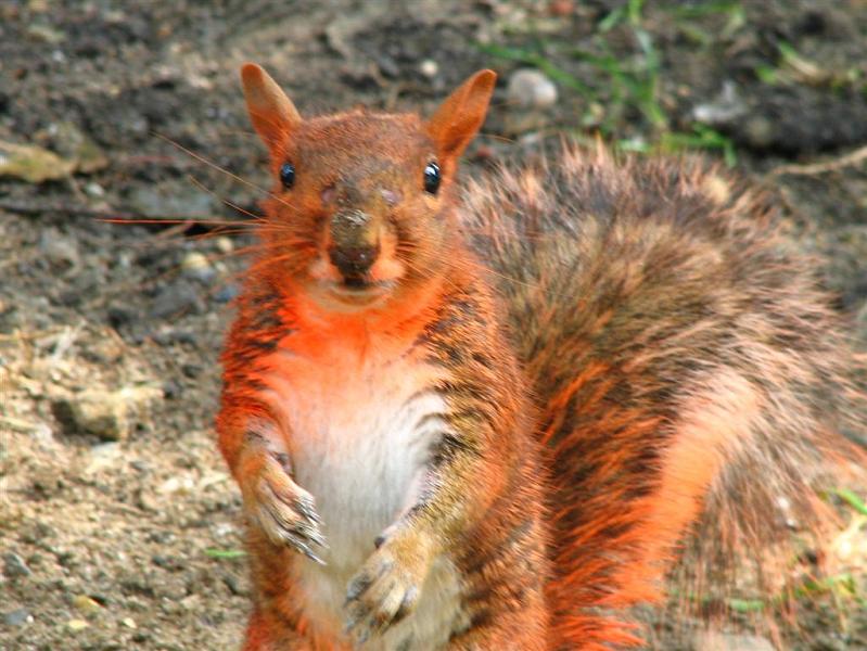 paintball explodes on squirrel Picture of the Day   December 19, 2009