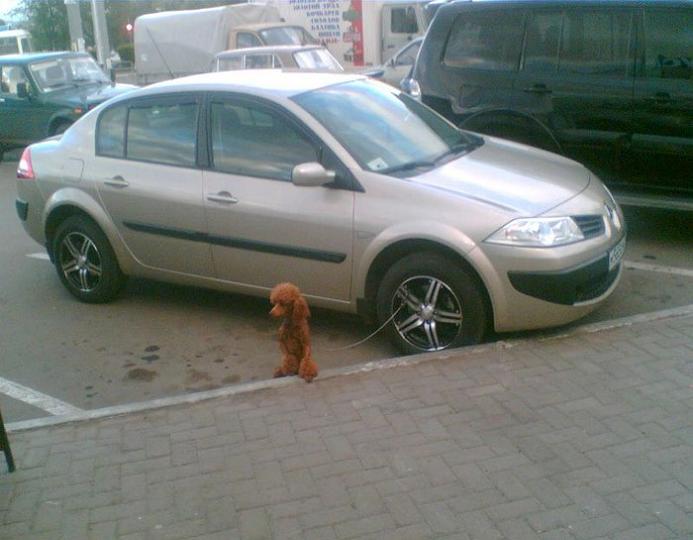 poodle dog tied to car tire rim Picture of the Day   December 27, 2009