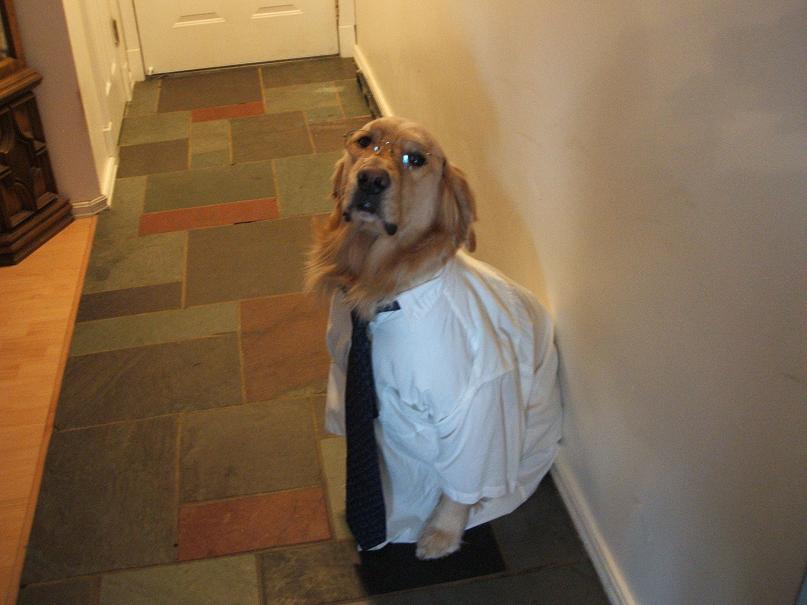 business dog with shirt and tie and glasses on The Friday Shirk Report   January 8, 2009 | Volume 39