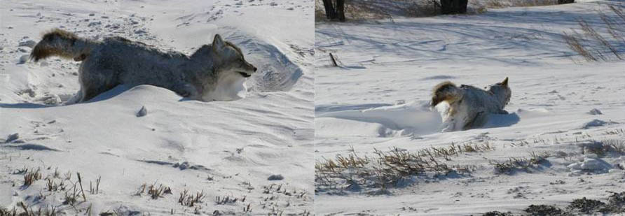 coyote frozen in its tracks Picture of the Day   January 30, 2010