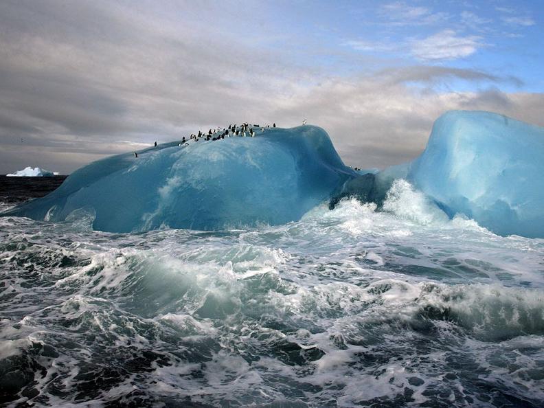 penguins on blue iceberg Picture of the Day   January 20, 2010