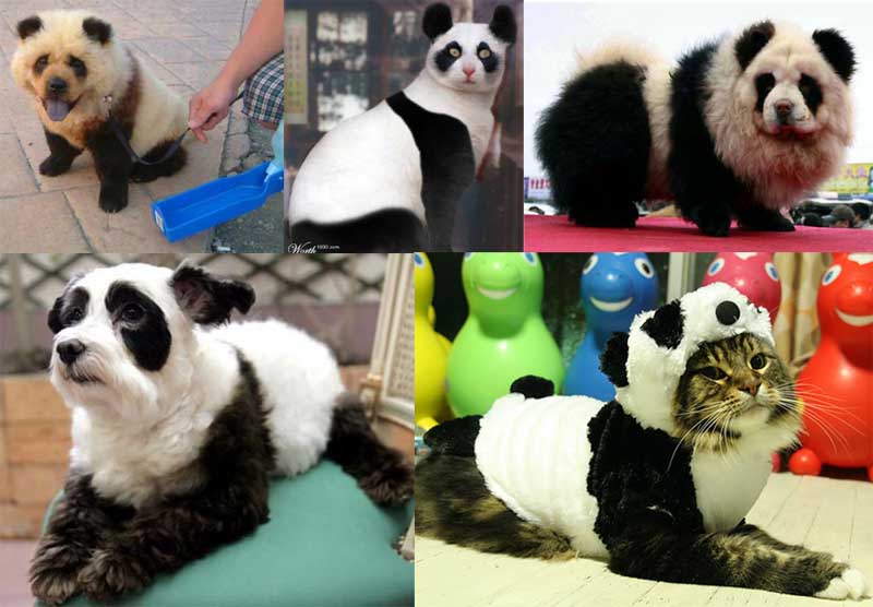 animals that look like pandas 11 Reasons why the Bronze goes to... Pandas!