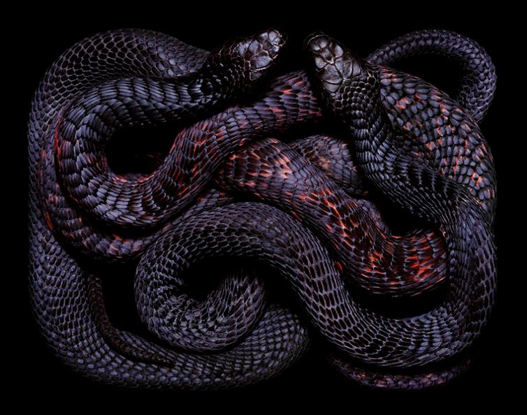 black snake color pattern Slithery Snake Art