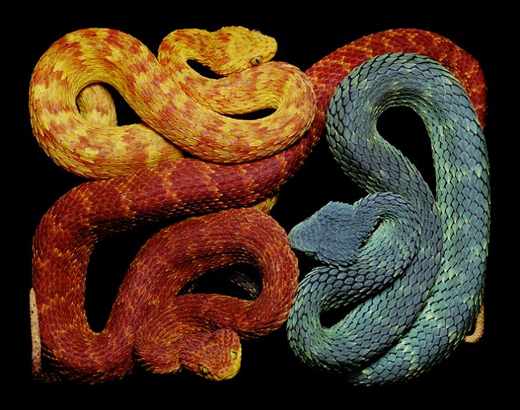 brightly colored snakes Slithery Snake Art