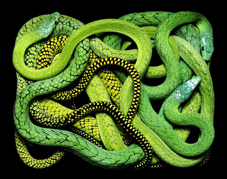 brilliant snake colors guido mocafico Slithery Snake Art