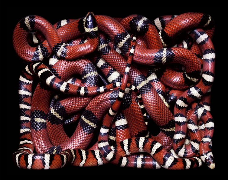 brilliant snake patterns Slithery Snake Art
