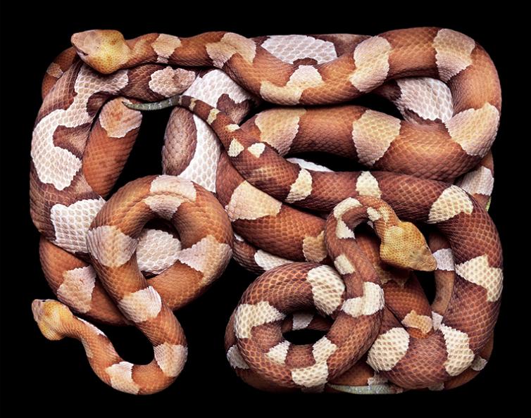 camoufalge snake pattern print color Slithery Snake Art