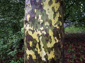 camouflage tree trunk art naoko ito Branching Out: Tree Art by Naoko Ito