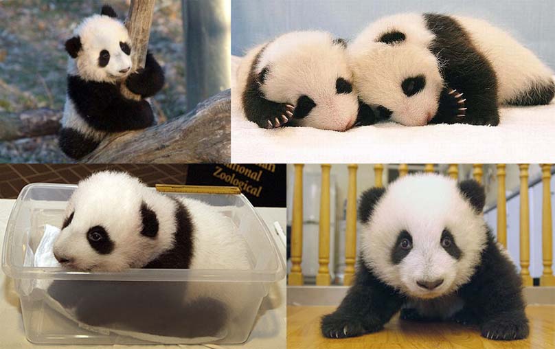 cute baby pandas 11 Reasons why the Bronze goes to... Pandas!