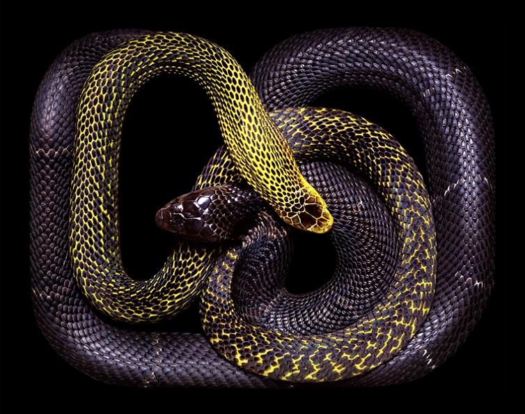 dark purple snake art guido mocafico Slithery Snake Art