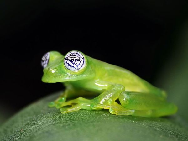 glass frog hypnotoad Picture of the Day   February 3, 2010