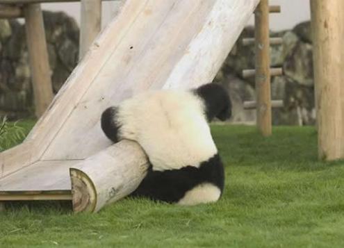 panda fail 11 Reasons why the Bronze goes to... Pandas!