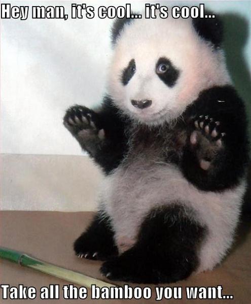 panda with hands up and bamboo 11 Reasons why the Bronze goes to... Pandas!
