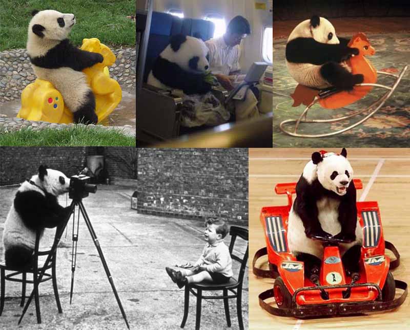 pandas acting human 11 Reasons why the Bronze goes to... Pandas!