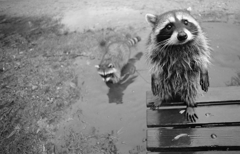 racoon staring at camera Picture of the Day   February 20, 2010