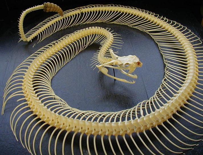 rattlesnake skeleton Slithery Snake Art