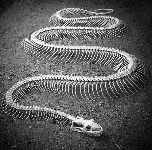 skeleton of a snake Slithery Snake Art