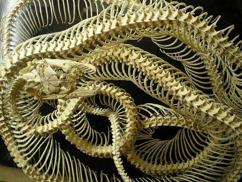 skeltons of snakes Slithery Snake Art