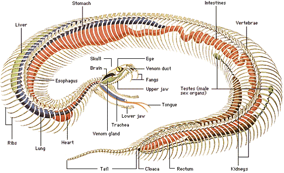 snake anatomy Slithery Snake Art