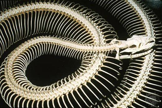 snake skeletons Slithery Snake Art