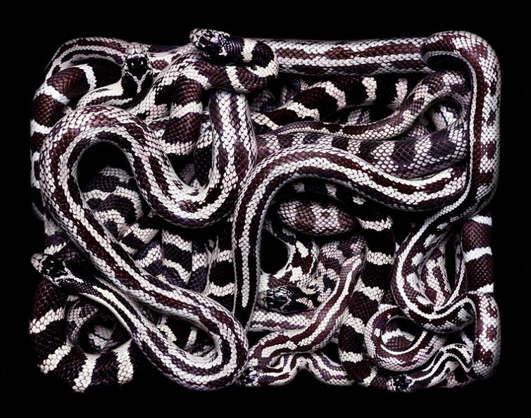 white and purple snake art colors Slithery Snake Art