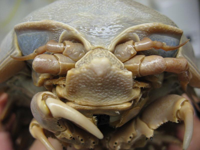 bathynomus giganteus The Giant Isopod